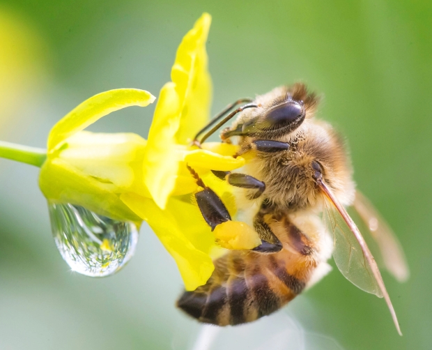 Opinion: In the economics of biodiversity, money does grow on trees