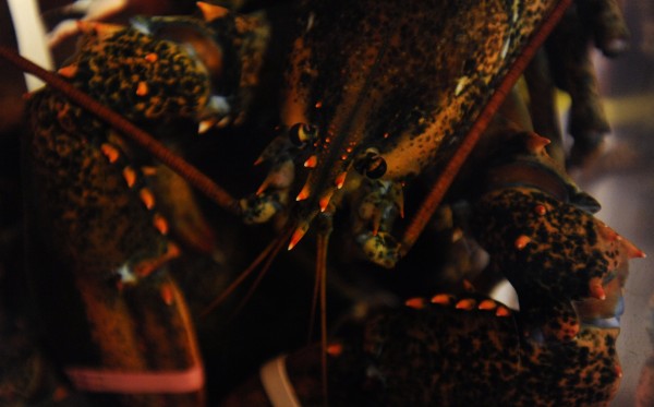 When it comes to the lobster market, supply is the limit