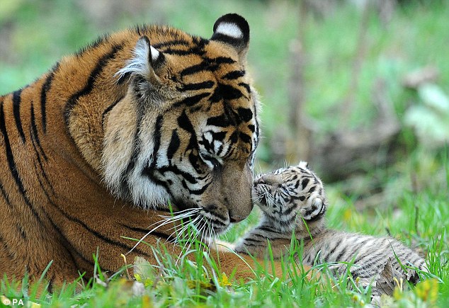 At least 10 tigers butchered in 'visual treat' for Chinese businessmen