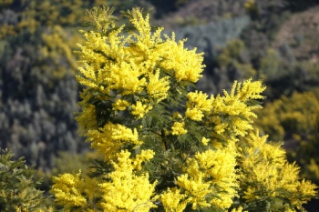 Mimosa, French perfume-makers' secret ingredient