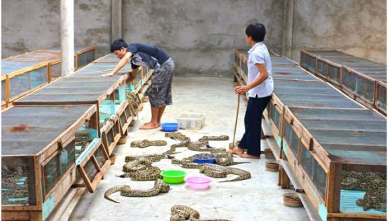 Family luxury conglomerate promotes python farming for conservation