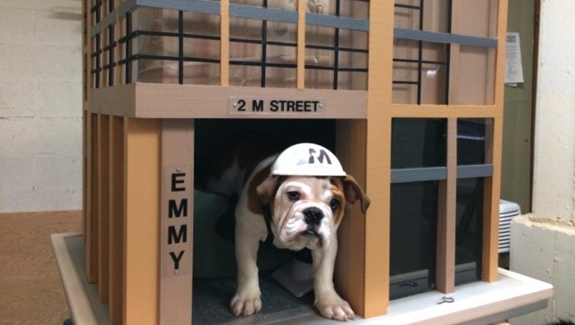 D.C. luxury development to entice renters with shared puppy