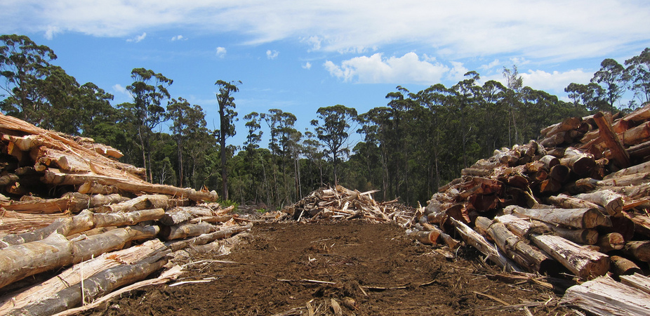 Tasmania defers logging plans as timber industry resists free-for-all