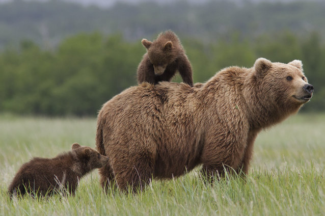 Dr. Jane Goodall and Disneynature's 'Bears' Directors Teach Us About Saving …