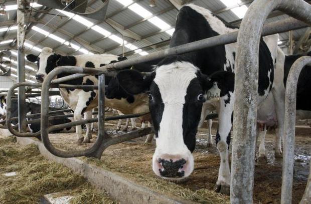 Durham's Agri-Science hopes to feed world with quality cows, cheese