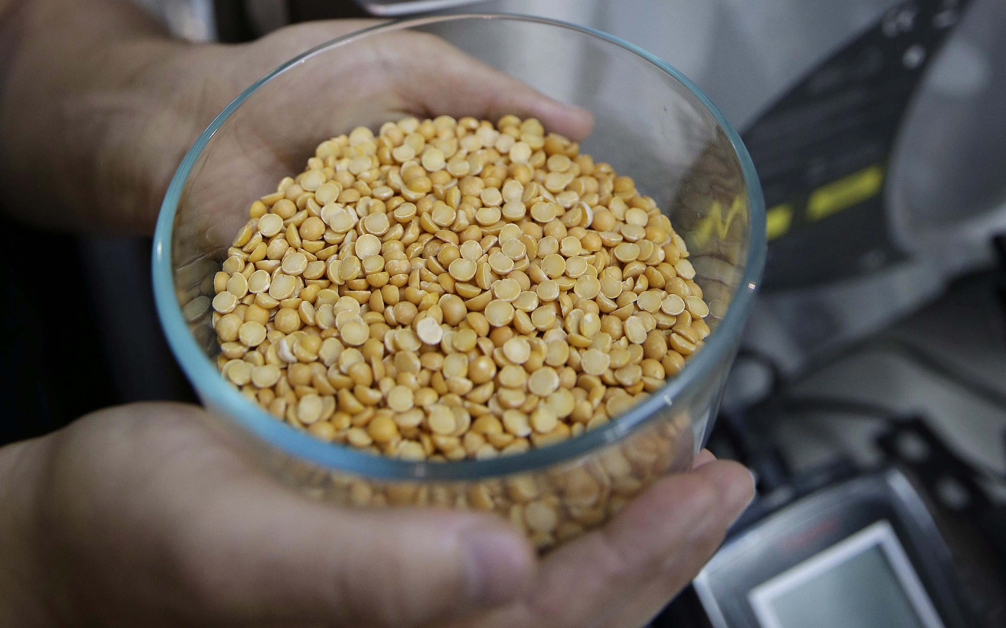 Superfood quest steers researchers and billionaires to the humble pea