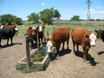 Venezuela's key beef sector suffers amid financial turmoil