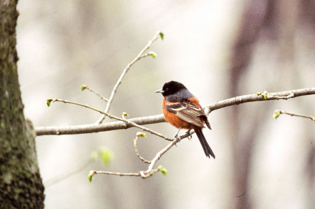 Birding festival flying high at Pelee