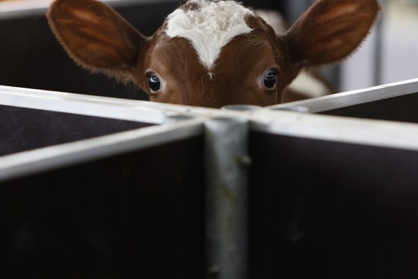 Norwegian cows get full pampering in Bosnia