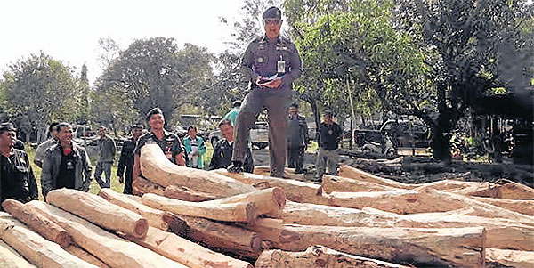 One giant figure has fallen, but the unravelling of one 'phayung' smuggling …