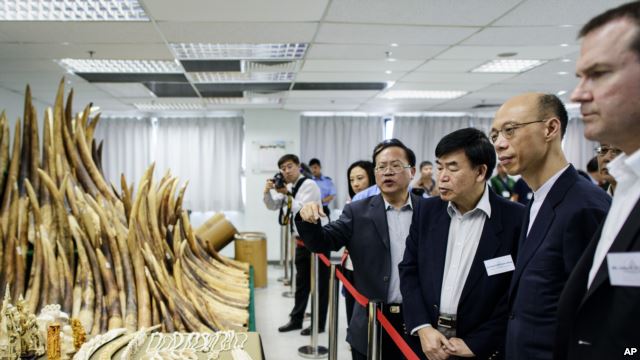 Hong Kong Begins to Destroy Ivory Stockpile