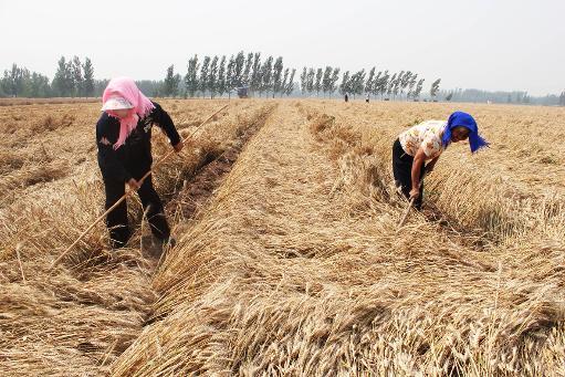 China to rein supreme in world commodities in 2014: report