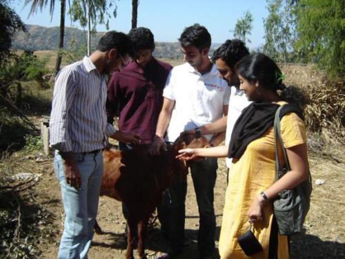 Leaving on a bullock cart