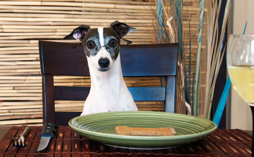 Marketing Lessons From Dog Food