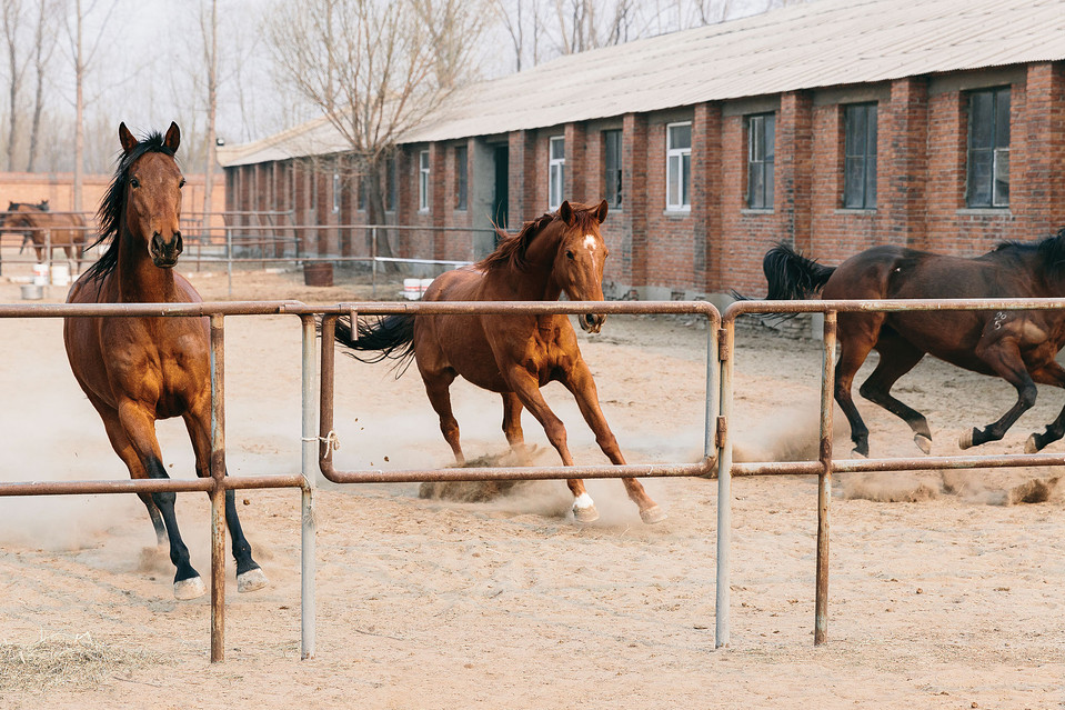 China: The Next Big Horse-Racing Center?