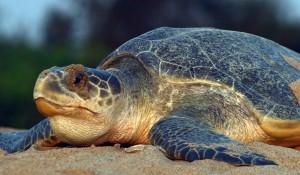 SE Asian nations come together to protect turtles