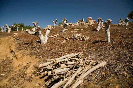 Drought in California May Make Water More Valuable Than Gold