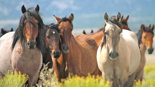 Luxury mustang ranch opens in Nevada