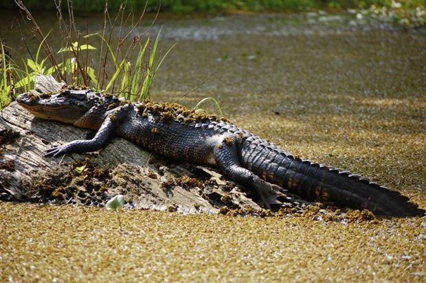 Capitol Alert: California Legislature delays ban on alligator products