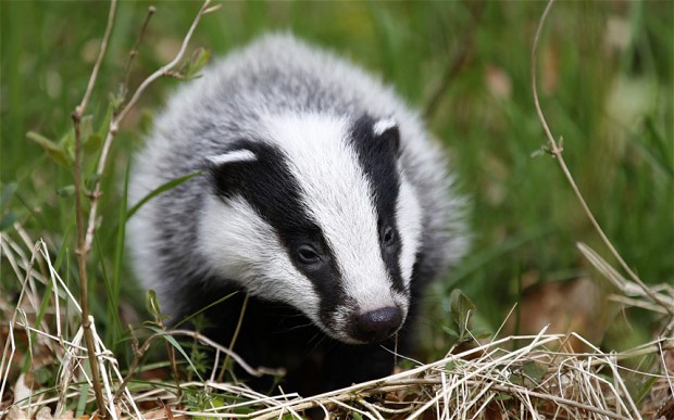 BBC rural affairs coverage 'has too many fluffy badgers'