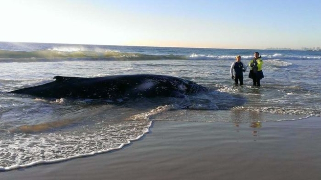 Authorities wait for high tide to free beached whale on Gold Coast