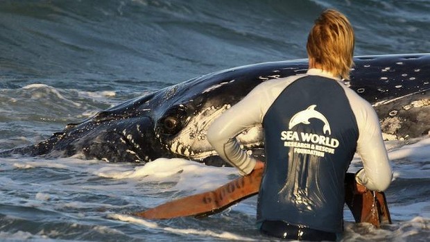 Stranded Gold Coast whale swims free