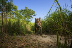 Save the tigers? It may be too late.