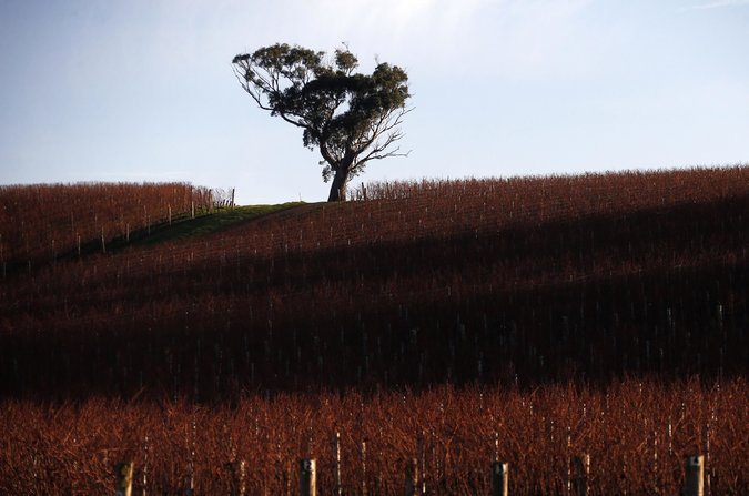 Australian Winemakers Respond to Climate Shift