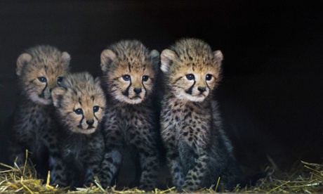 Cheetah smuggling driving wild population to extinction, report says