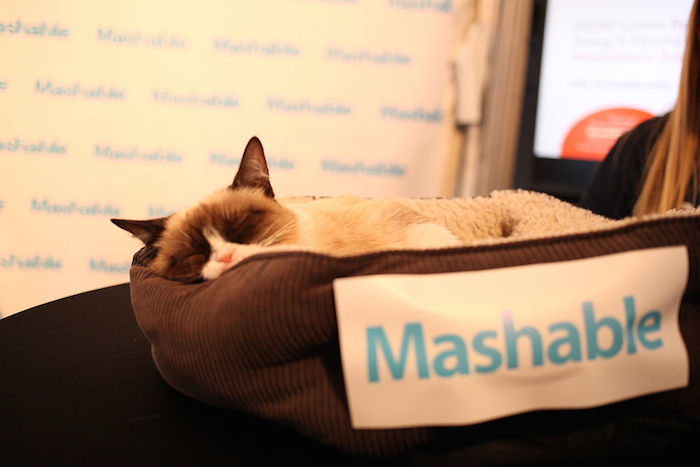 From Grumpy Cat to Ukraine: How Mashable is expanding beyond gadgets and …