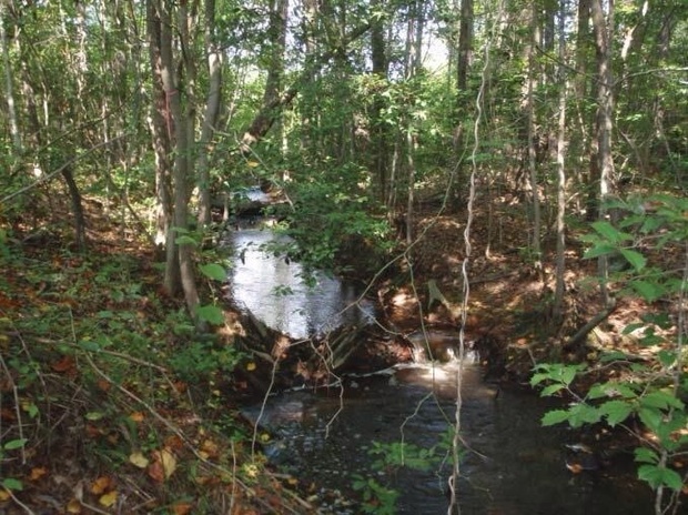 Report: Gold mine means 1100 acres of wetlands will be dug up, destroyed or …