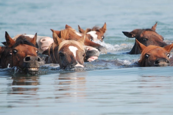 Forget The Hamptons, Chincoteague Island Is The Place To Be This Summer