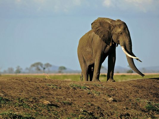 What to expect on your first African safari