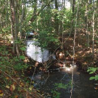 Report: Gold mine means 1100 acres of wetlands would be disturbed