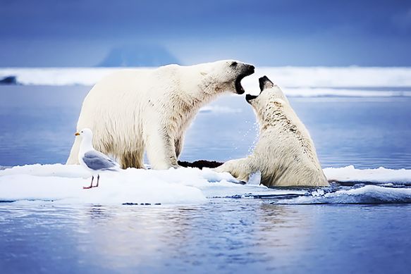 Should Cruise Ships Be Taking Tourists to the Fragile Arctic?