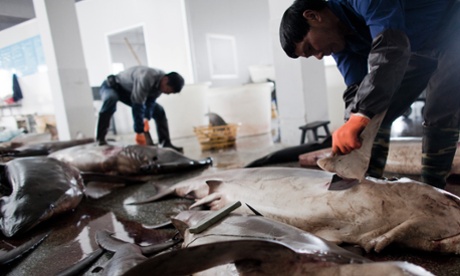 Sales of shark fin in China drop by up to 70%