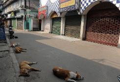 India stray dogs to from security squad