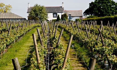 How green was my vineyard: a tour of Wales's wine region