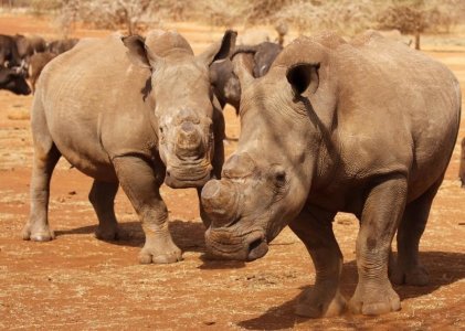 South Africa To Combat Poaching By Moving Kruger Rhinos