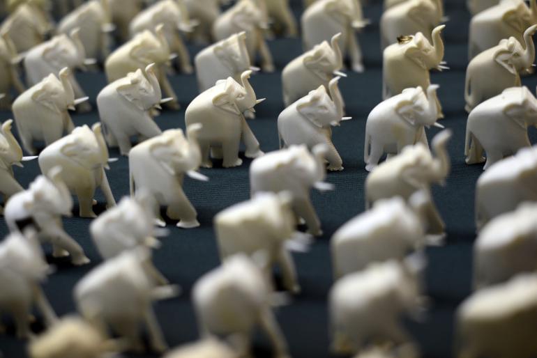 Illegal Ivory Trade: US Authorities Target American Auction Houses