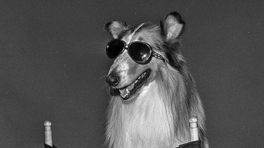 Lassie as Salesdog: One More Trip to the Well