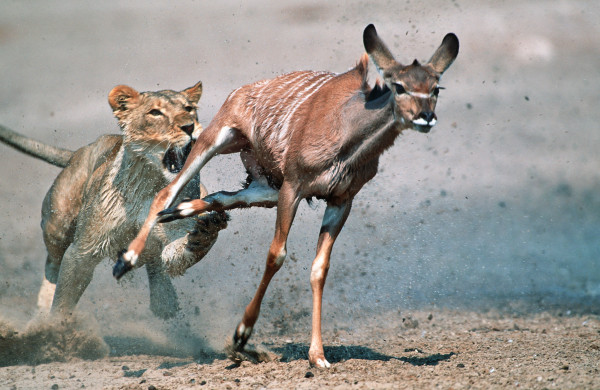 Antelope and Lion Have Unlikely Meeting—Only One Walks Away