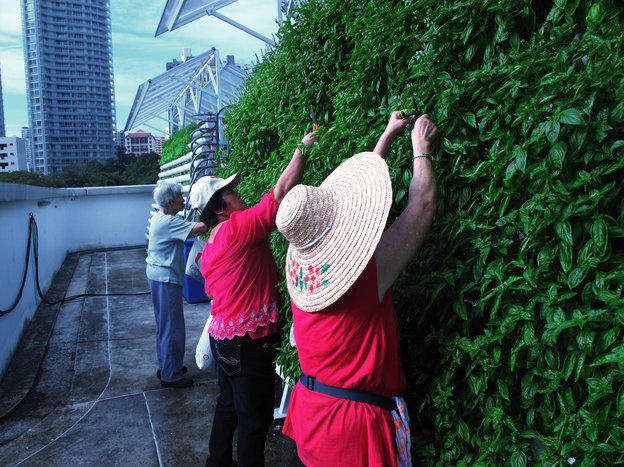 Urban Farms Build Resilience Within Singapore's Fragile Food System