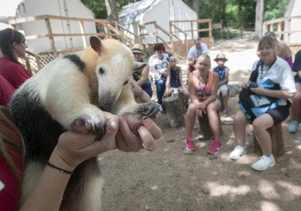 Special tour takes visitors behind the scenes at the Dallas Zoo