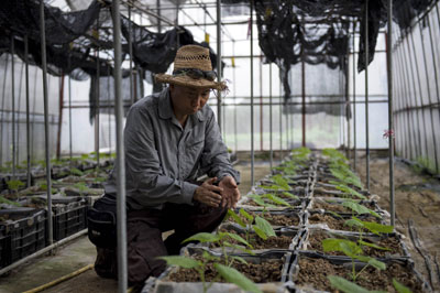 Food safety fears see farming return to high-rise Hong Kong