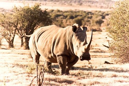 Feel Great Now: 8 Ways to Save a Rhino Today