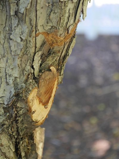 Tree Care: Don't Go Out On A Limb