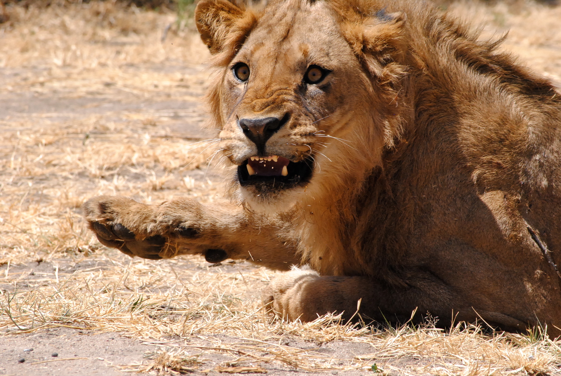 How to Book the Best Serengeti Safari