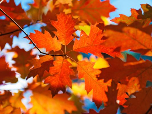 Ozark-St. Francis National Forests to hold 53rd annual Autumn Color Tour