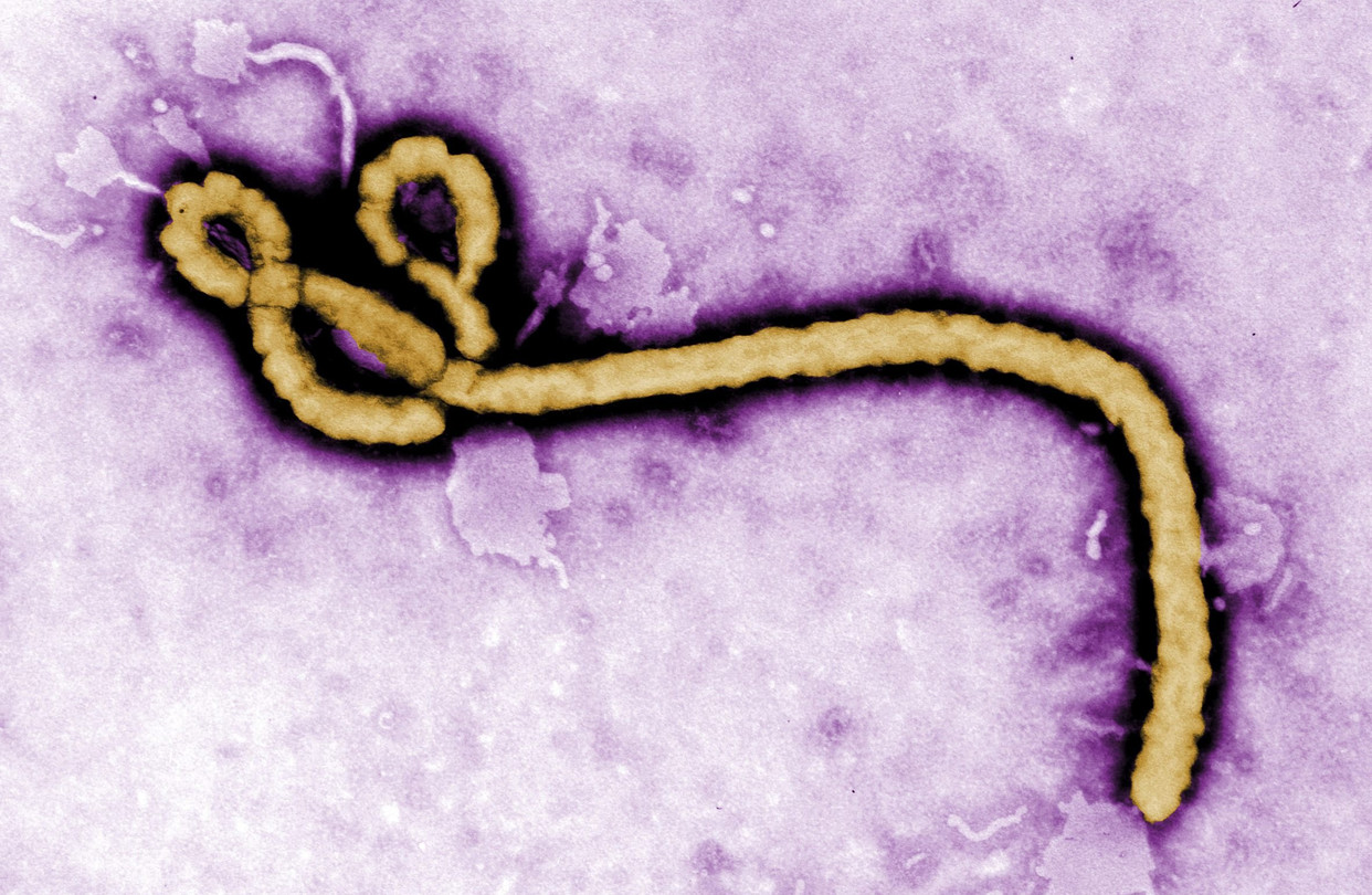 Across 3 continents, Ebola makes its way to US